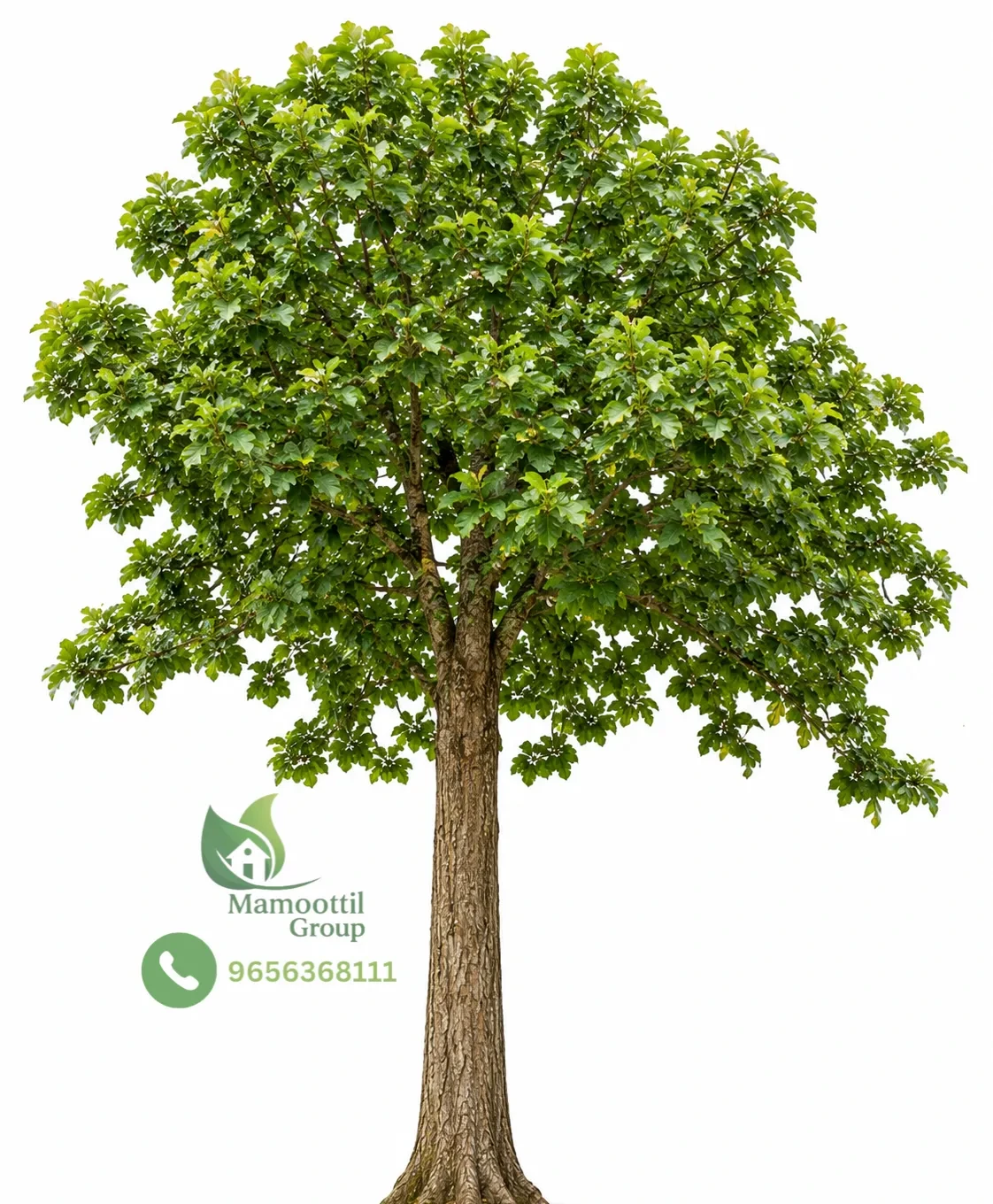Commercial Timber Nursery Stock